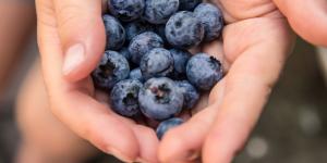 hands holding fresh blueberries